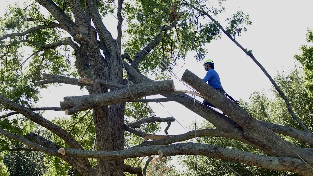 Professional Hazardous Tree Removal performed by certified arborists in Goodwell