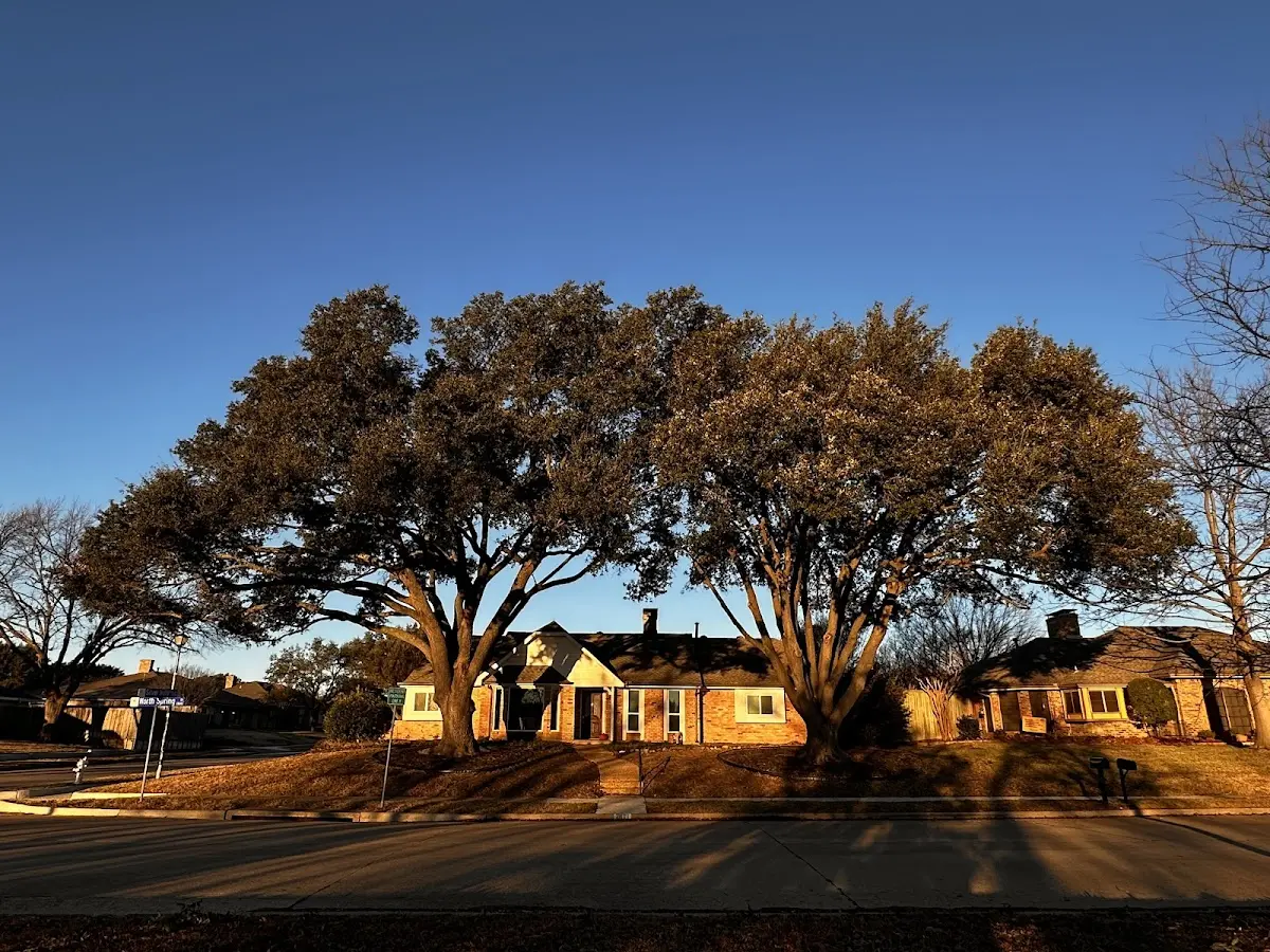 Established residential canopy tree shading a home in Goodwell